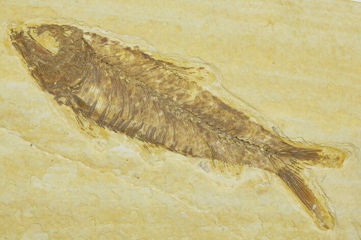 Detailed Fossil Fish (Knightia) - Wyoming #369397